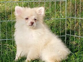 Krásný Volný Pejsek Nš/ Pomeranian - 6