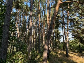 Lesní pozemek 11617m2 k.ú. Třebomyslice u Horažďovic - 6