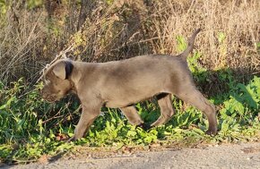 Cane Corso - 6