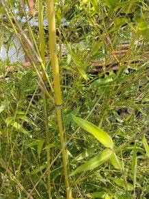 Obří mrazuvzdorný bambus phyllostachys, Vsetín - 6