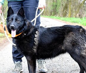 LA KALIBRA K ADOPCI - 2 ROKY, VDĚČNÁ, HODNÁ,PŘÍTULNÁ - 6