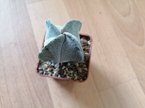 Beztrnný kaktus č. 7 Astrophytum Mexiko a USA - 6