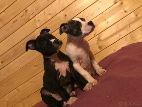 Americký stafordšírský teriér, Amstaff, Staford - 6