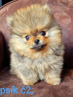 Pomeranian mini Boo - 6