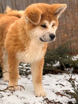 Akita Inu s PP - 6