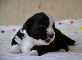 Welsh Corgi Cardigan FCI - 6