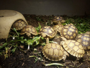 Želva ostruhatá (Centrochelys sulcata) - 6