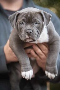 American Bully Pocket top rodokomen - 6