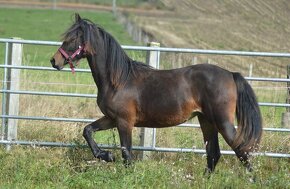 Welsh cob - klisna - 6