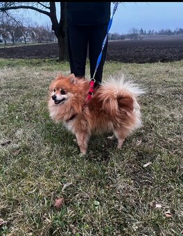 Pomeranian/ Pomerian - Špic malý - 6