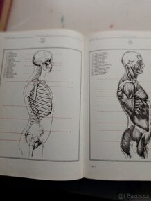 Anatomie pro výtvarníky. Prof. Mudr. Zrzavý Josef - 6