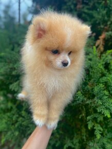 Pomeranian super mini chlapeček - 6