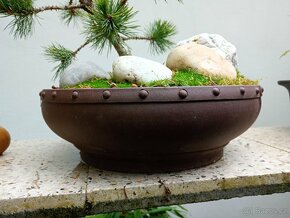 Borovice Osinatá (Pinus Aristata) bonsai - 6