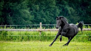 Mladá klisna Estimada AS – aristokratka s barokním šarmem - 6