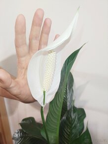 Obří Spathiphyllum / Lopatkovec 01 - 6