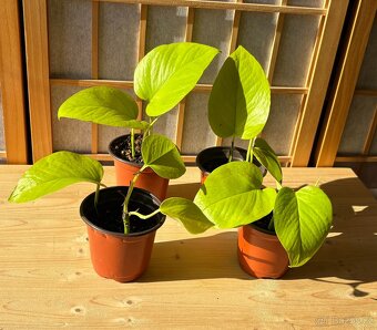 Epipremnum aureum Neon, Šplhavnice - 6