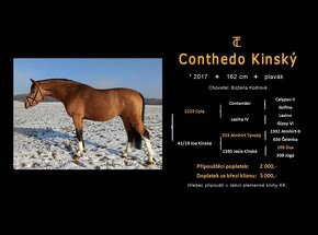 Prodám roční hřebečka po Conthedo Kinsky (Cola-Contender) - 6