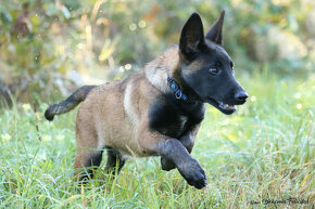 Belgický ovcák Malinois pejsek - 6