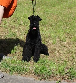 knírač-kerry blue terrier - 6