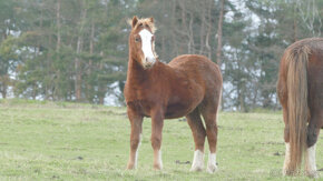 Welsh mountain pony, sekce A - 6