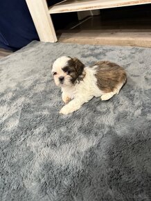 Shih-tzu s PP, Shih tzu, Shi tzu, Shi-tsu si tzu si cu - 6