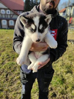 Štěňata sibiřský husky bez PP - 6