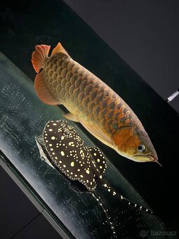 Arowana SUPER RED vel. 60cm - 6