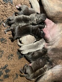 Cane Corso S PP - 6