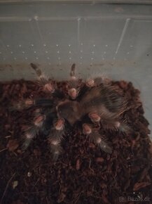 Sklipkan , pavouk , tarantule - 6