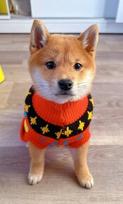 Shiba inu - 6