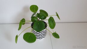 Pokojová květina Pilea Peperomioides - 6