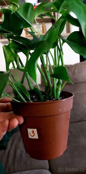 Monstera minima - 6