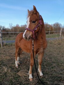 Půlroční klisnička Welsh pony of cob type sekce C - 6