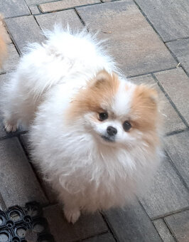 Pomeranian samec - 6