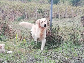 Labradorský retriever a zlatý retriever 2 v 1 :-) - 6