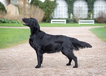 FLAT coated retriever stenatka s Pp - 6