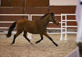 Připouštění hřebecem ČSP Český sportovní pony 141cm - 6