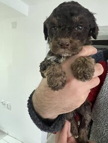 Štenátka Lagotto Romagnolo s PP - 6