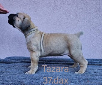 Boerboel - štěňata s PP (FCI) - 7