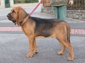 Bloodhound (Chien de Saint-Hubert) - poslední volný pes - 7