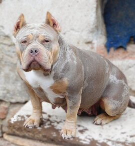 Štěňata American Bully Pocket Exotic Linie Bolow - 7