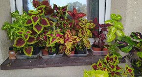 Coleus - africké kopřivy - různé - 7