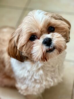 Shih tzu bez pp - 7