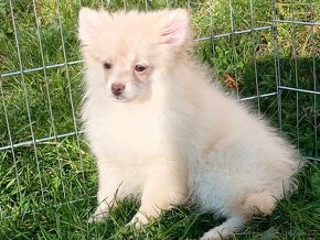 Pomeranian / NŠ - Pejsek - CREAM - 7