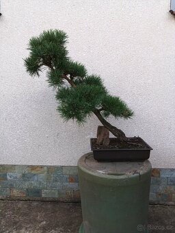 bonsai - 7