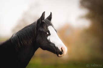 Roční American Quarter Horse black klisna, vnučka Gunnera - 7