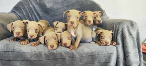 Americký pitbulterier pitbull pit bull silverfawn lilac rare - 7