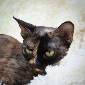 Devon Rex - 7