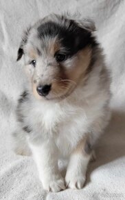 Sheltie - tricolor + blue merle - 7