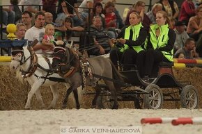 Připouštění prověřeným hřebcem minihorse - 7